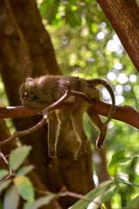 Mono durmiendo en una rama.