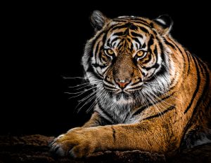 Un tigre. imagen de la seguridad y la fuerza.